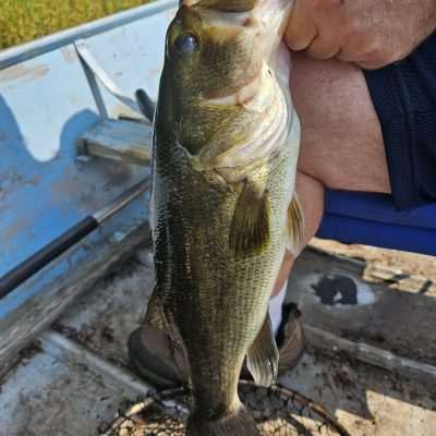 Person holding a large fish on a boat