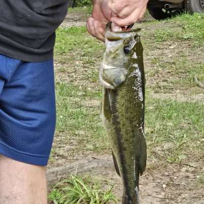 Man holding largemouth bass fish.