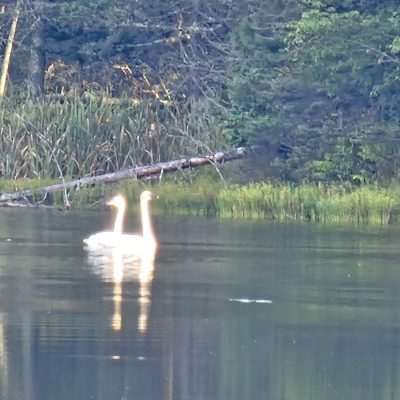 Two swans swimming on Camp Three Lake in Northern Wisconsin.