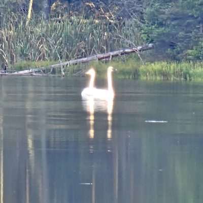 Swans swimming on Camp Three Lake in Northern Wisconsin.