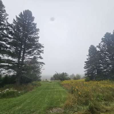 Morning Fog over the Meadow in Pentoga with Apple tree.