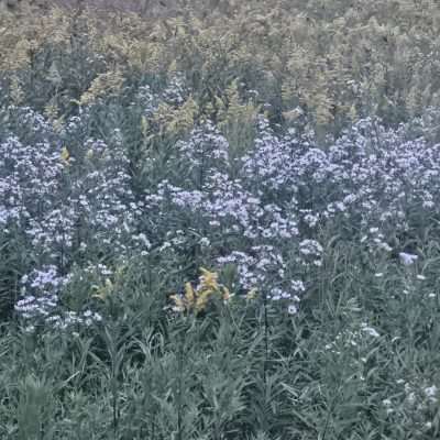 A Michigan meadow of wildflowers