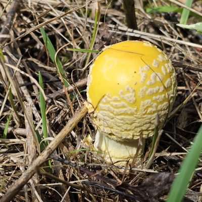 Red, Yellow, Orange cap and white spots, the fly agaric (Amanita muscaria) is famous mushroom known around the world. It's also one of the only mushrooms I know that has psychoactive effects, and is potentially poisonous, as well as edible.