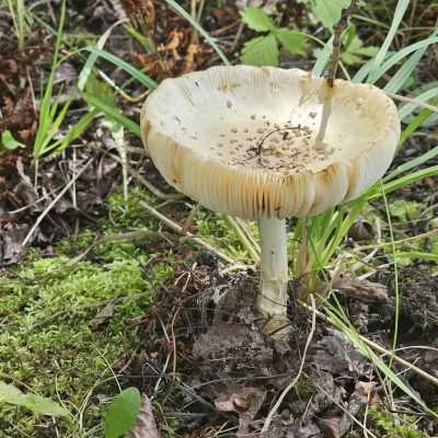 Unknown type of gilled mushroom growing under the Apple Trees.