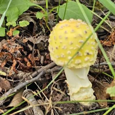 This mushroom is somewhat poisonous (as are many Amanita species) and hallucinogenic when consumed by humans. The toxins affect the part of the brain that is responsible for fear, turning off the fear emotion. Vikings, who had a reputation for fierceness, are said to have ingested this mushroom prior to invading a village.