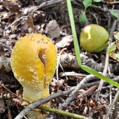 Mushroom with scales or flakes under an apple tree with an apple.