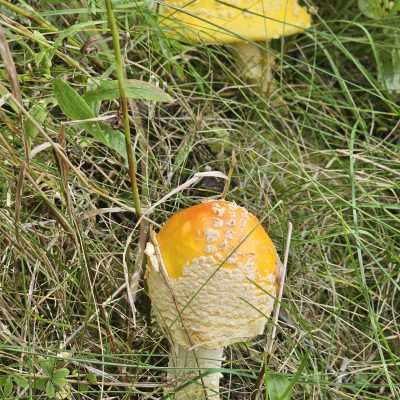 The Yellow-orange Fly Agaric (Amanita muscaria var. formosa) is common in New England, especially where conifers grow. Out West this mushroom is often a bright red color, but in the East it’s typically orange/yellow.