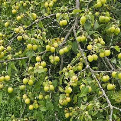 More wild plums in U.P. Michigan. They will turn purple when they are ripe.