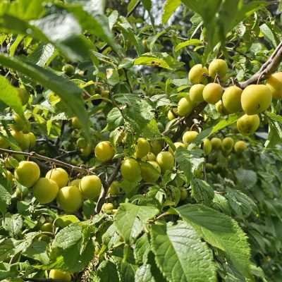 Big crop of wild plums in U.P. Michigan. They will turn purple when they are ripe.