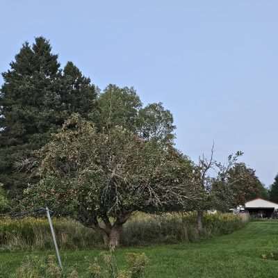 Apple tree in Pentoga full of fruit in early September 2024. Tree is well over 100 years old.