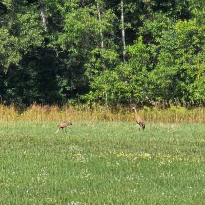 The steel-gray, red-capped Sandhill Crane is the most abundant of the world's cranes. Widely distributed throughout North America, this bird is one of only two North American endemic crane species.