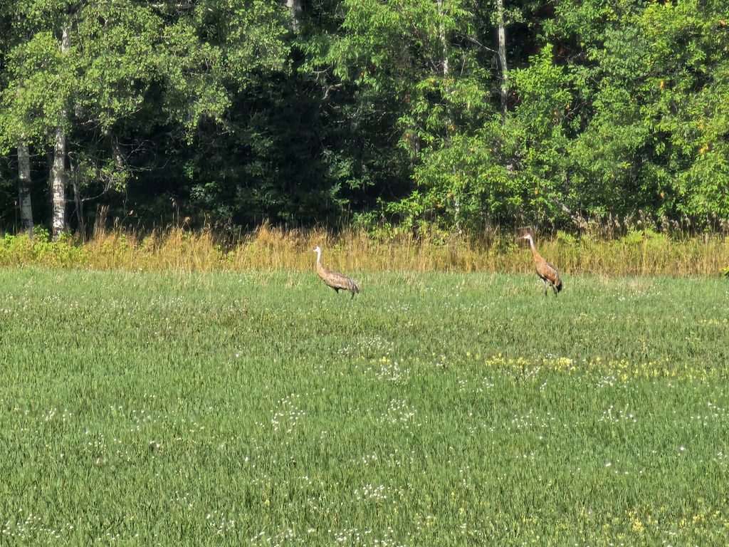 Sandhill Crane in Upper Michigan. They should migrate for the winter months to Texas, California, Arizona, New Mexico, and Mexico in large groups.