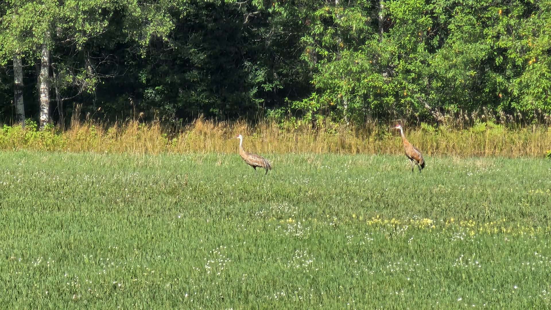 Sandhill Crane in Upper Michigan. They should migrate for the winter months to Texas, California, Arizona, New Mexico, and Mexico in large groups.