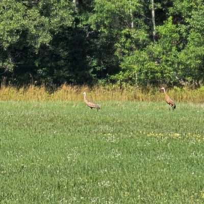 Sandhill Crane in Upper Michigan. They should migrate for the winter months to Texas, California, Arizona, New Mexico, and Mexico in large groups.