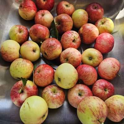 Raw apples used in our Apple Pie. These are on of over 30 old trees around Pentoga. Super tasty flavor.