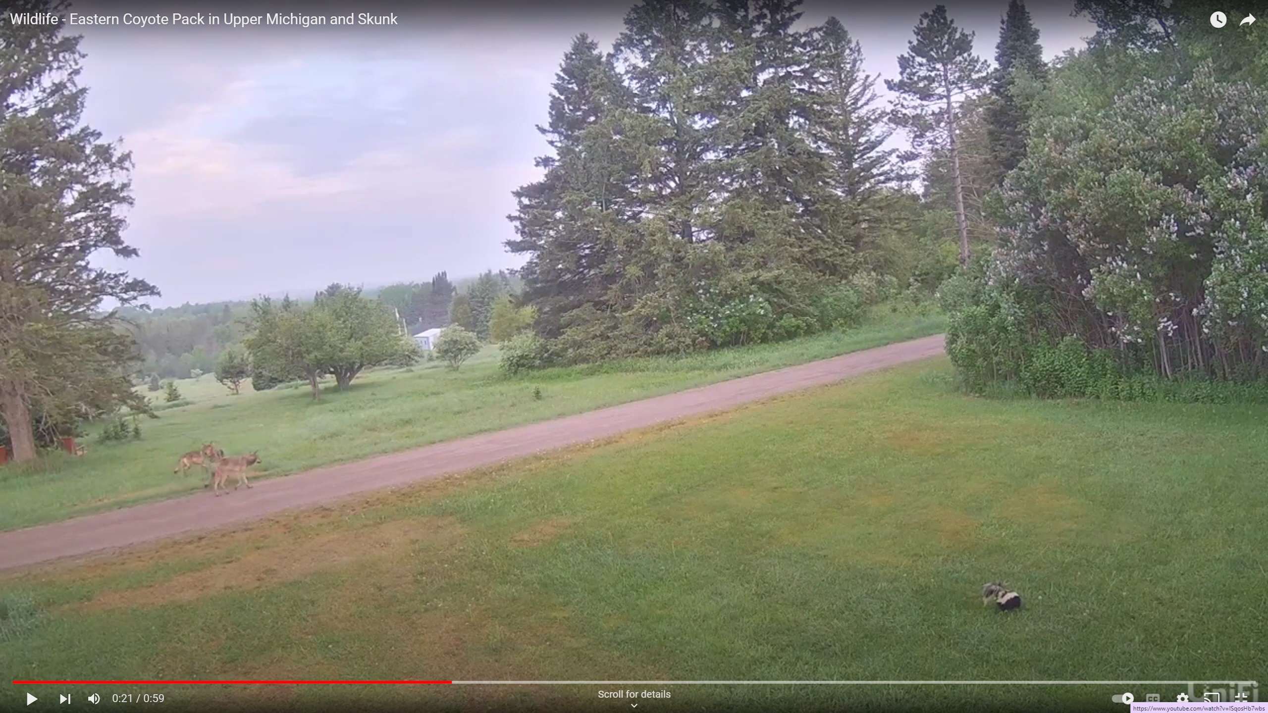 Wildlife - Eastern Coyote Pack in Upper Michigan and Skunk