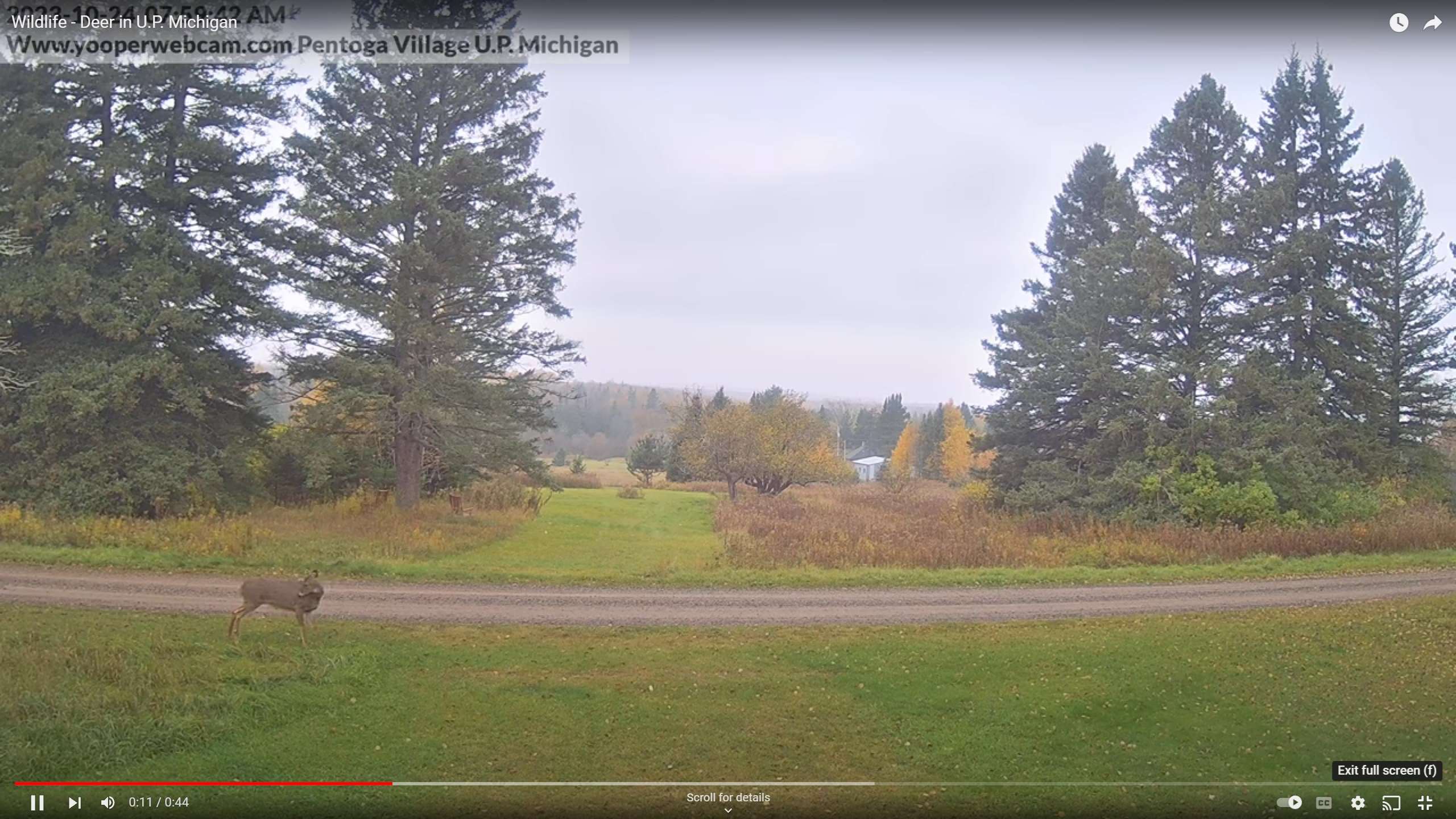 Wildlife - Deer in U.P. Michigan