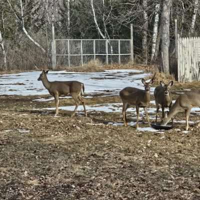 Four deer in snowy wooded area