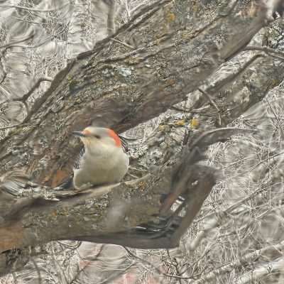Woodpecker perched on tree branch in winter.