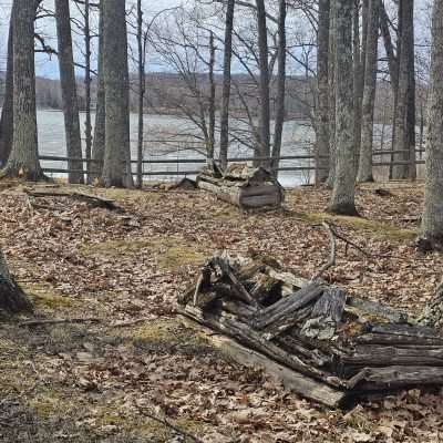 Forest with fallen leaves by a lake in winter.