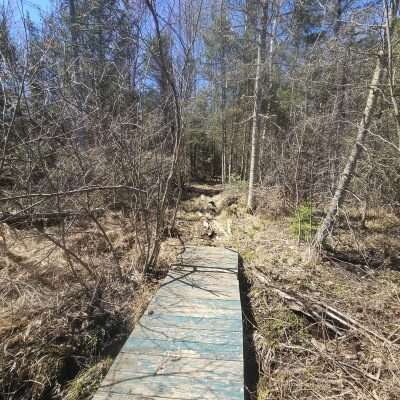 Wooden path through forest clearing in spring