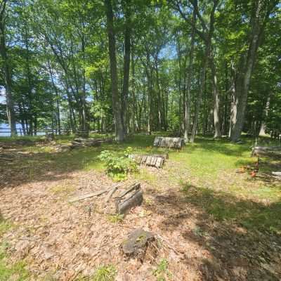 Sunny forest clearing with scattered logs and trees.